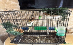 Finches birds for sale: Goldfinches for sale  - Image 5