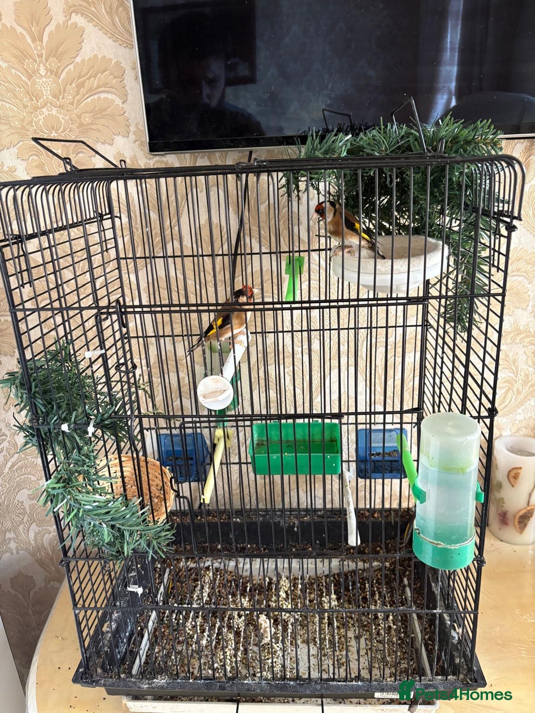 Finches birds for sale: Goldfinches for sale  - Image 5