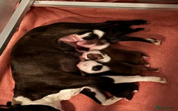 Boston Terrier dogs for sale: Stunning Boston terrier puppies - Image 11