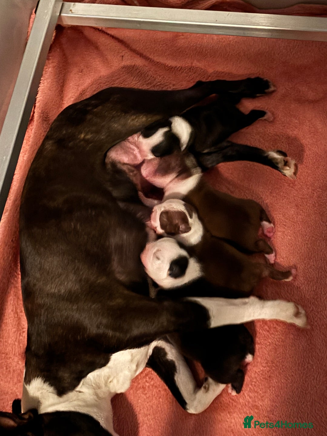 Boston Terrier dogs for sale: Stunning Boston terrier puppies - Image 11
