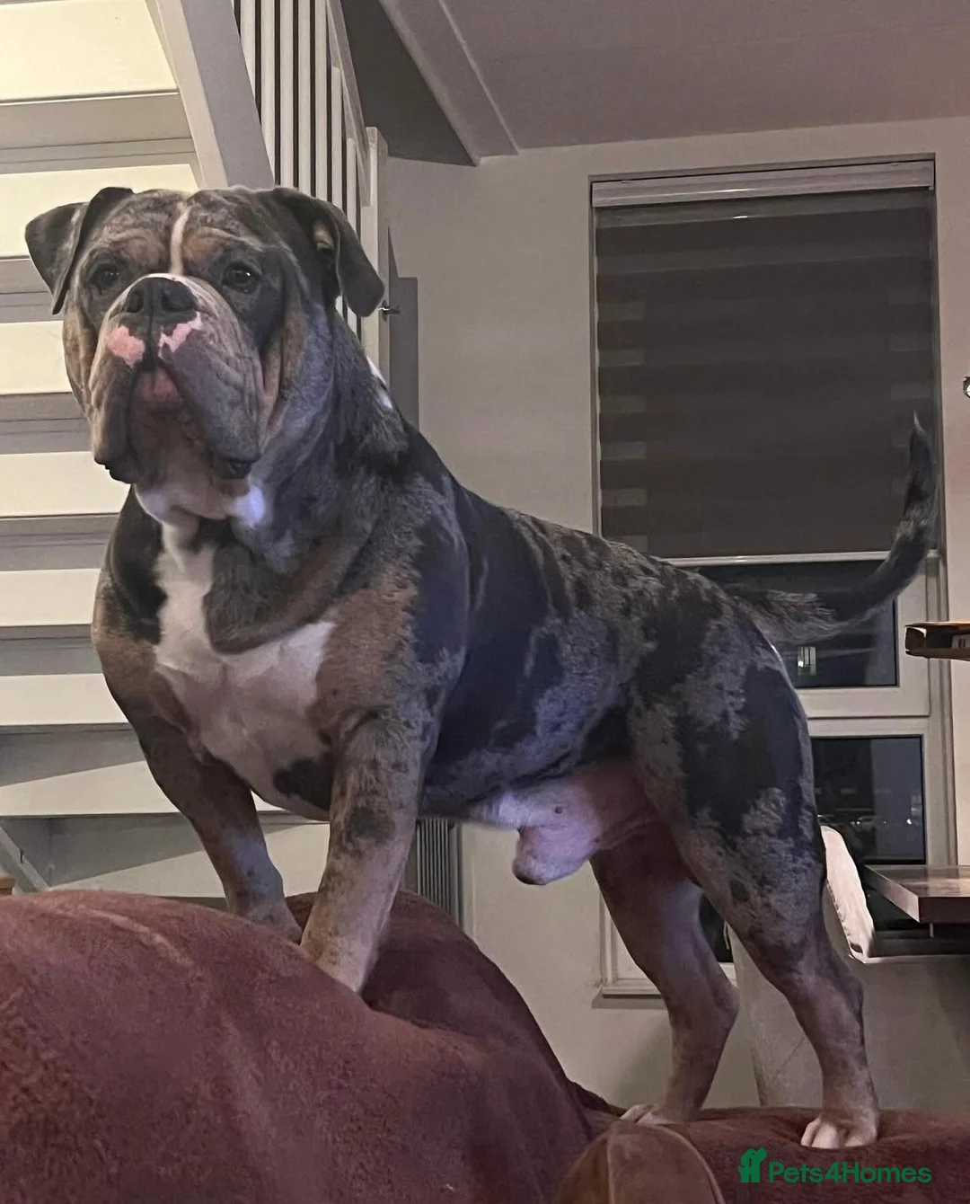 Olde English Bulldogge dogs for stud: Bullplanet's King Titan DNA/BVA Eye/BVA Hip/Elbow in Northallerton - Advert 21