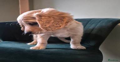 Cockapoo dogs - Advert 9
