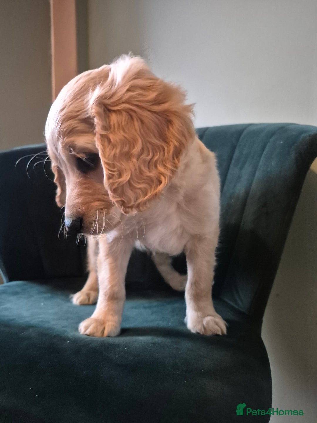 Cockapoo dogs for sale: Handsome Cockapoo Alpha Boy 8 weeks old  - Image 2