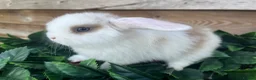 Mini Lion Lop rabbits for sale: Gorgeous Mini lion lops  - Advert 4