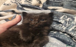 British Shorthair cats for sale: Beautiful kittens for sale - Image 2