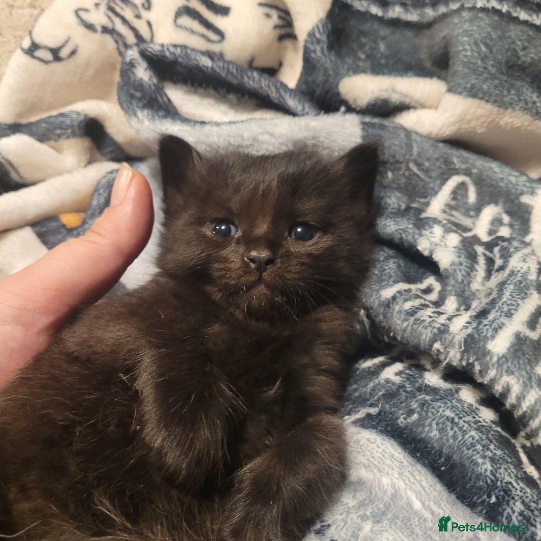 British Shorthair cats for sale: Beautiful kittens for sale - Image 2