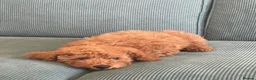 Toy Poodle dogs for sale: Beautiful Toy KC poodle boy - Advert 3
