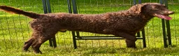 Curly Coated Retriever dogs for adoption: AFRO – Male Curly Coated Retriever - Advert 3