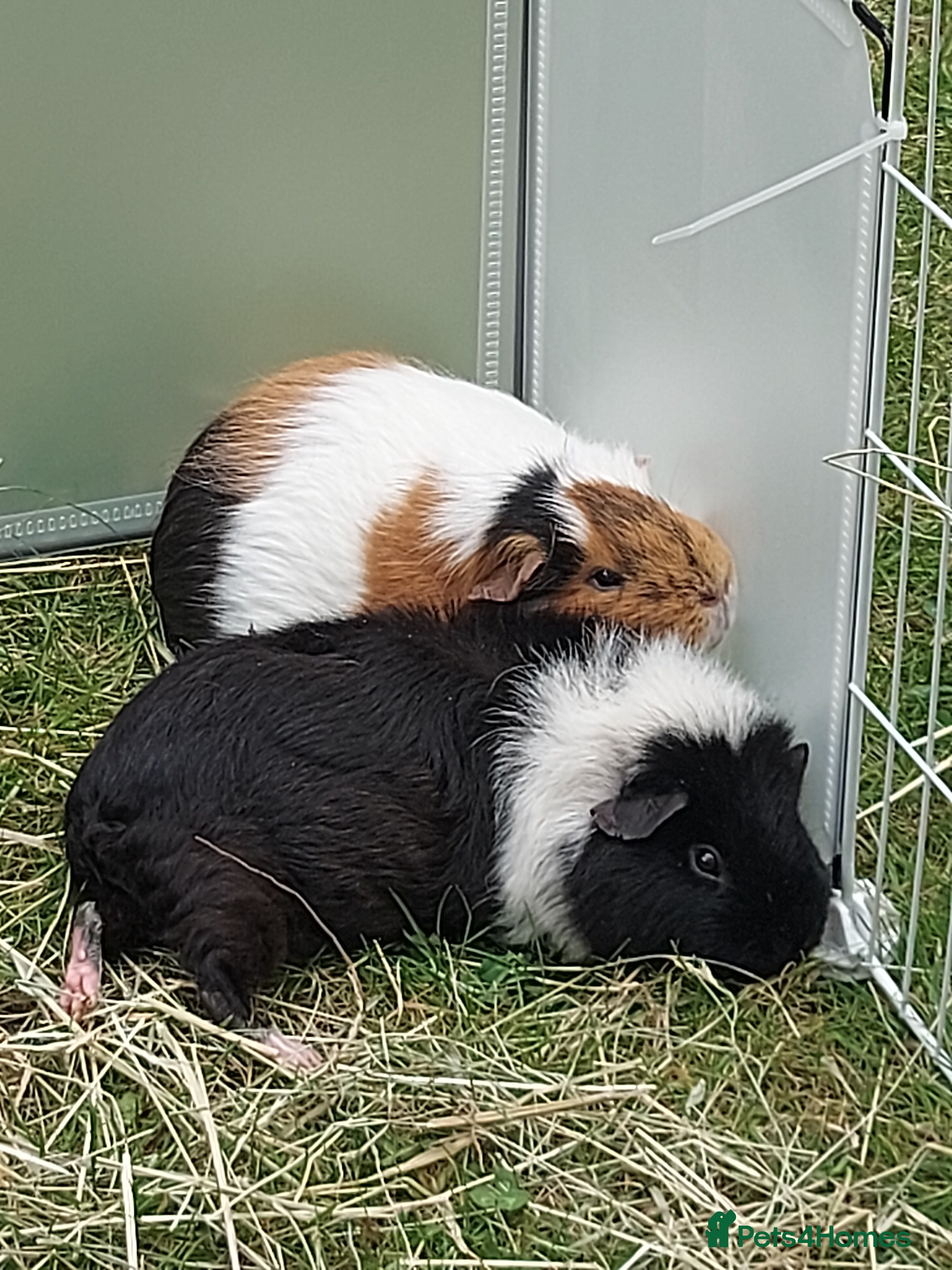 Guinea Pig rodents Two bonded sow guineapigs in Tamworth - Advert 1