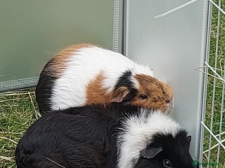 Guinea Pig rodents Two bonded sow guineapigs in Tamworth - Advert 1