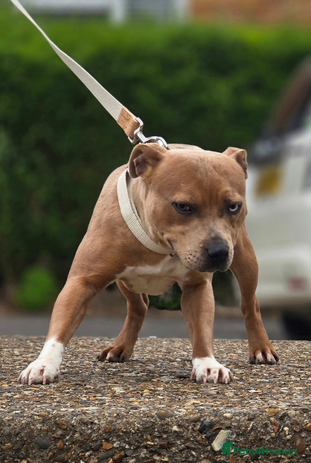 Staffordshire Bull Terrier dogs for stud: Blue Fawn Merle Stafford For Stud staffy staffie  - Image 1