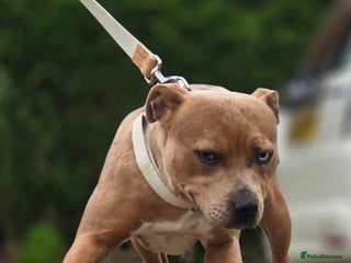 Staffordshire Bull Terrier dogs - Advert 13