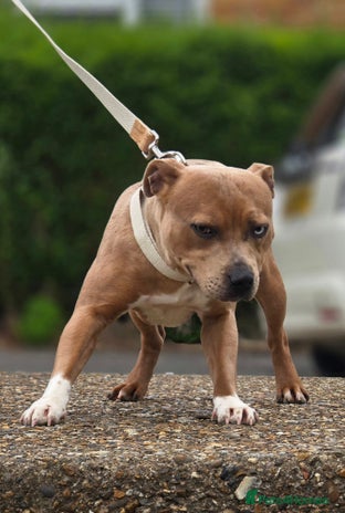 Staffordshire Bull Terrier dogs - Advert 1