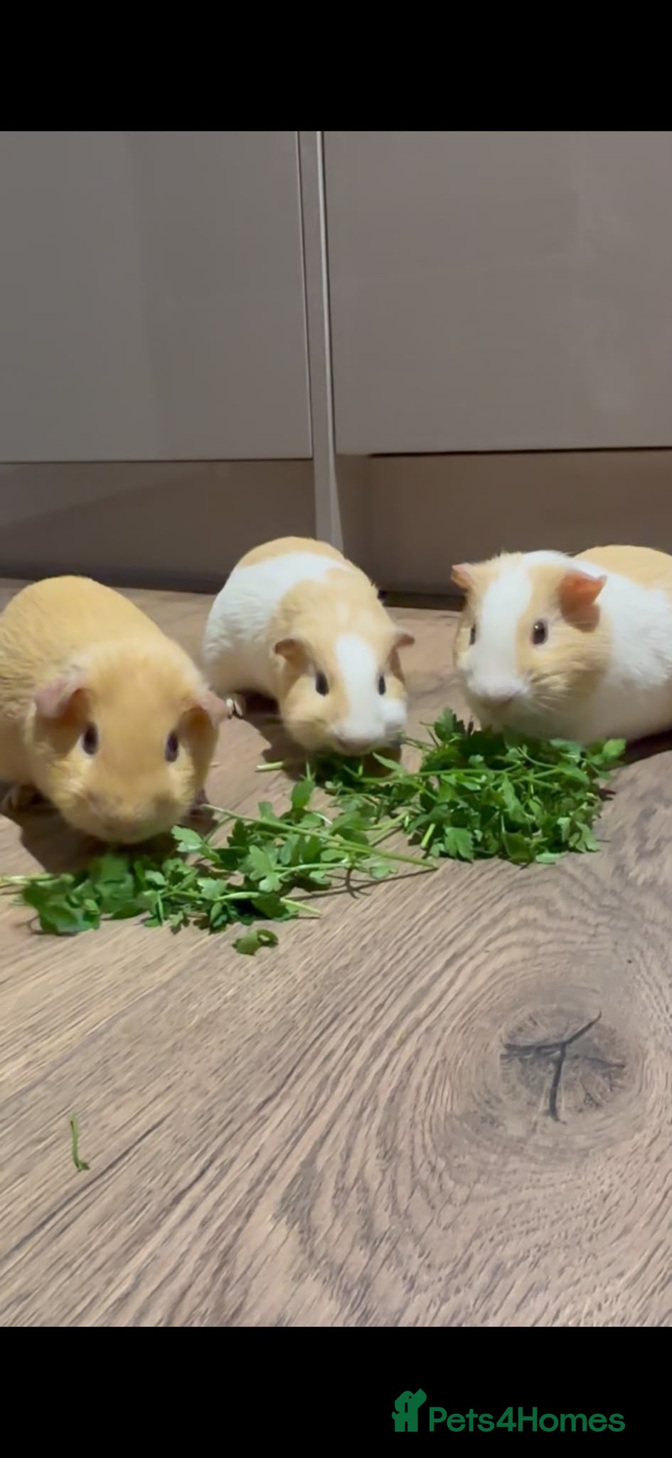 Guinea Pig rodents 3 Male Guinea Pigs Looking 4 New Forever Home 🐹❤️ - Advert 1