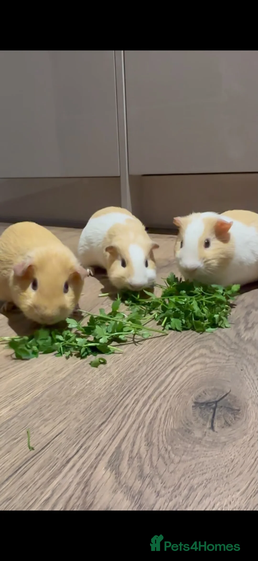 Guinea Pig rodents for sale: 3 Male Guinea Pigs Looking 4 New Forever Home 🐹❤️ - Advert 1