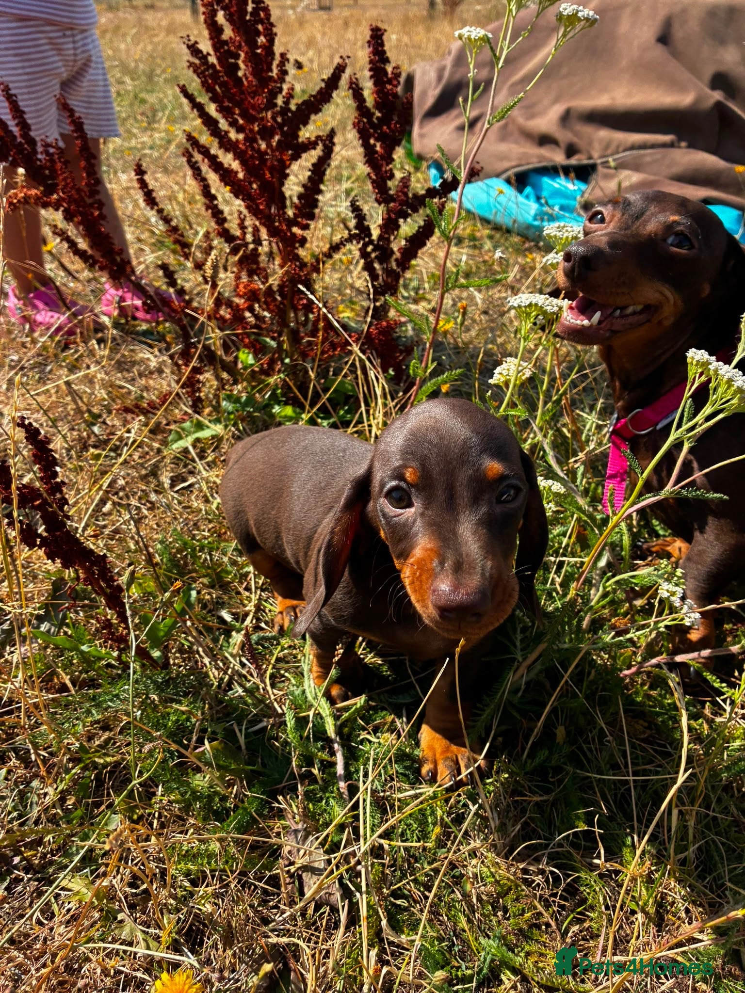 Miniature Dachshund dogs 1 kennel club miniature dachshund boy ready now - Advert 10