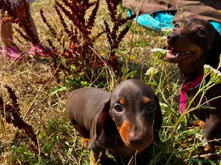 Miniature Dachshund dogs READY NOW KC REGISTERED PRA CLEAE MINI DACHSHUND - Advert 3