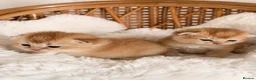 British Shorthair cats for sale: BSH Golden kittens,exc quality, registered  - Advert 5