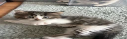 Persian cats for sale: Beautiful kittens  - Advert 8