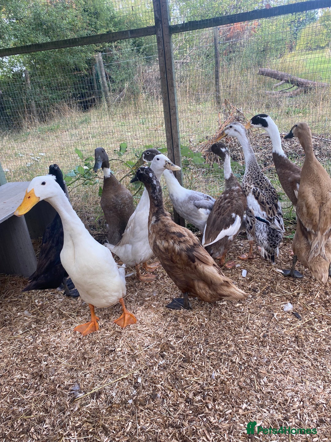 Ducks poultry for sale: Indian Runner Duck Ducklings + Fertile Eggs - Image 5
