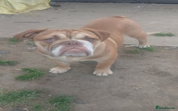 Mixed Breed dogs for sale: Stunnung Male English bulldogs - Image 2