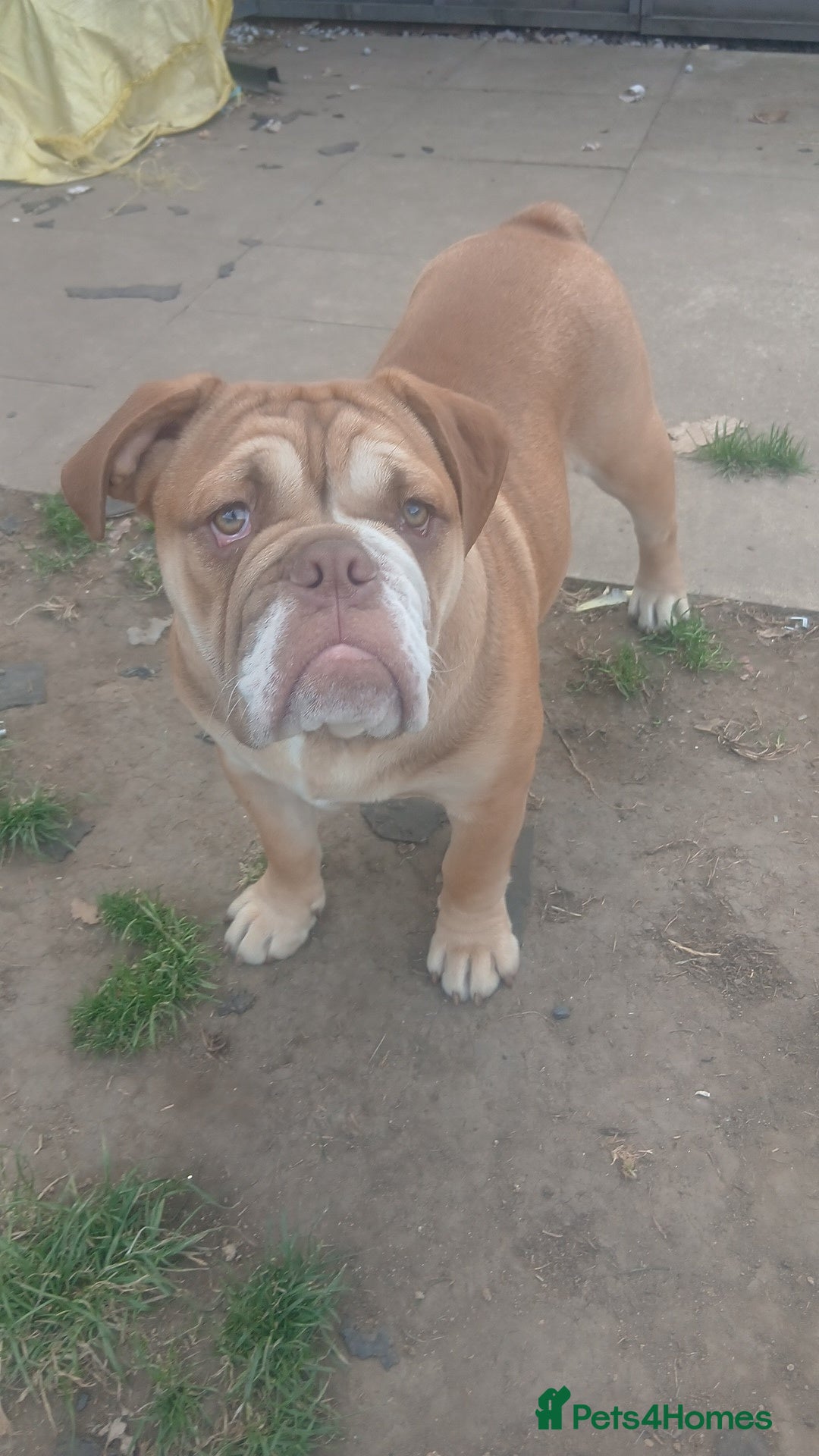 Mixed Breed dogs for sale: Stunnung Male English bulldogs - Image 2