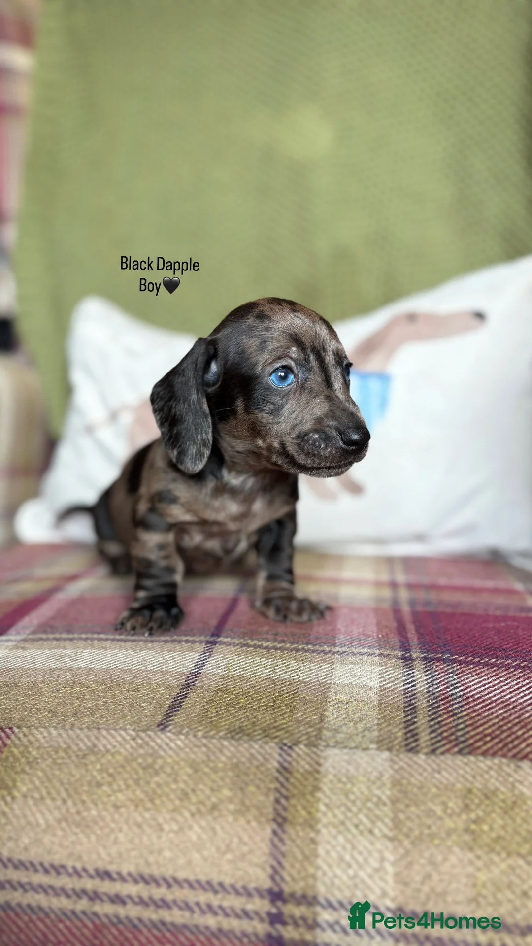 Miniature Dachshund dogs for sale: SMOOTH HAIRED MINIATURE DACHSHUNDS🖤 - Advert 4
