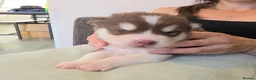 Alaskan Malamute dogs for sale: 1 Remaining Beautiful Alaskan Malamute Puppy - Advert 30