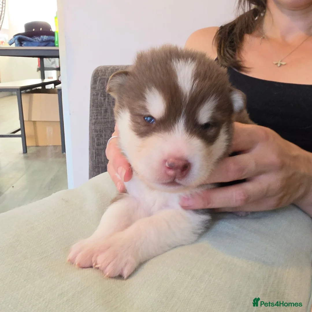 Alaskan Malamute dogs for sale: 1 Remaining Beautiful Alaskan Malamute Puppy - Advert 30