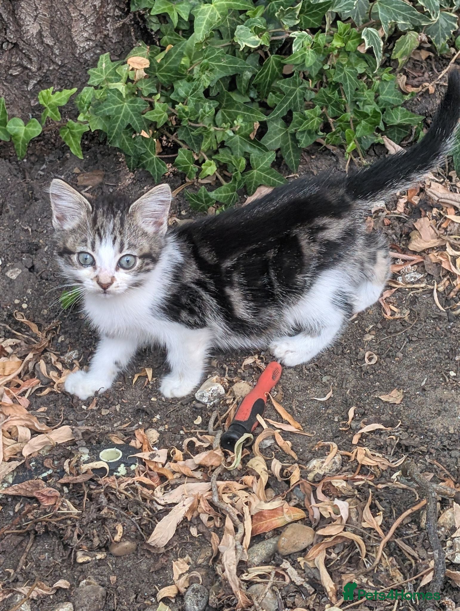 Persian cats Kitten looking for a new forever home  - Advert 7
