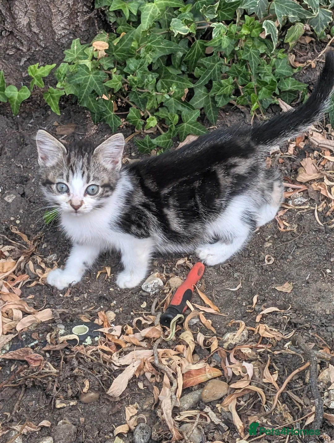 Persian cats for sale: Kitten looking for a new forever home  - Advert 1