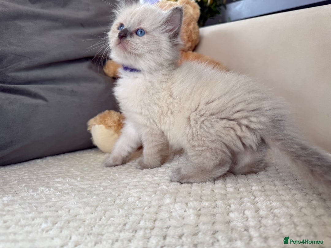 Ragdoll cats for sale: Stunning Bluepoint Ragdoll Kittens for sale - Image 16