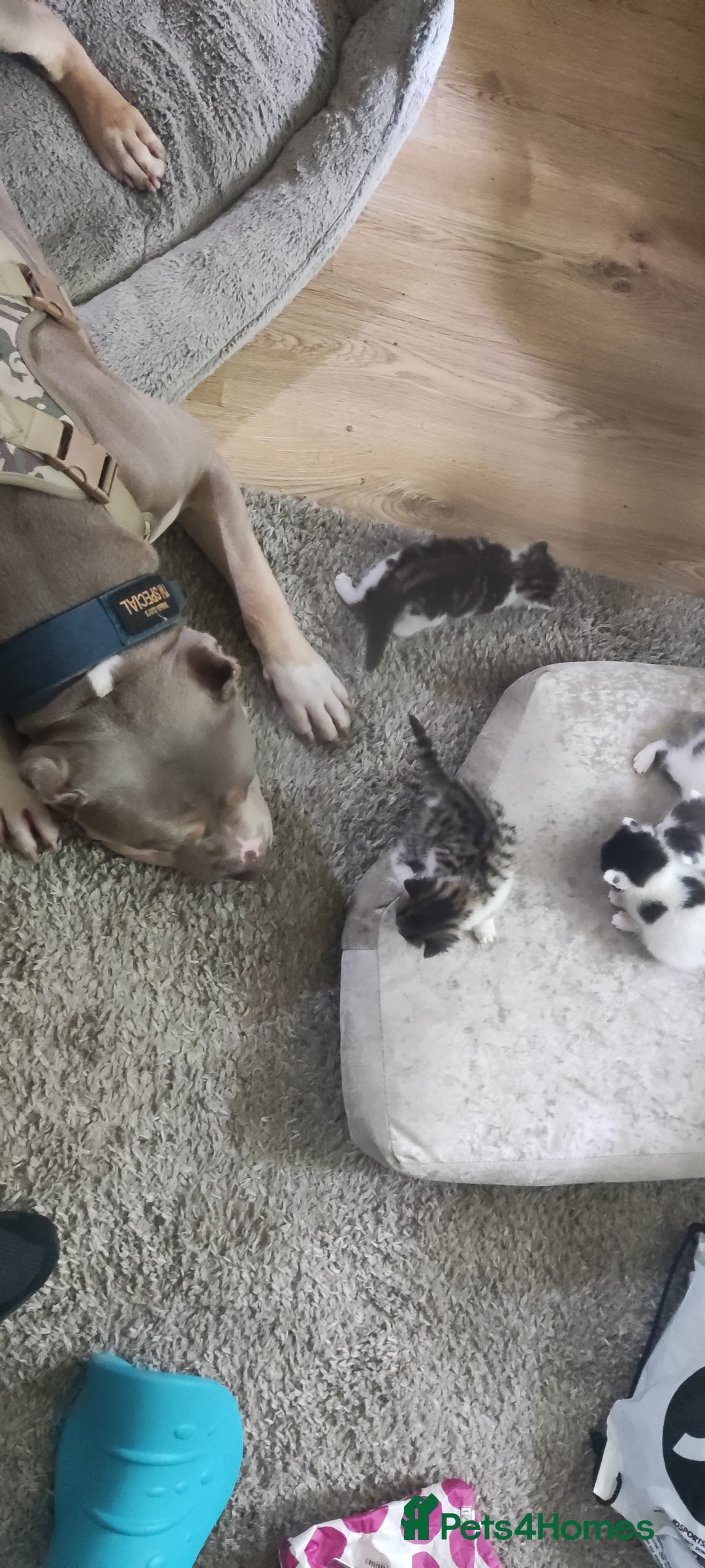 Mixed Breed dogs for sale: Caine corso/ American bully 10 weeks - Advert 39