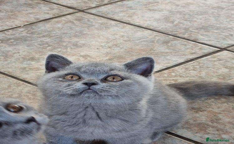 British Shorthair cats - Advert 1
