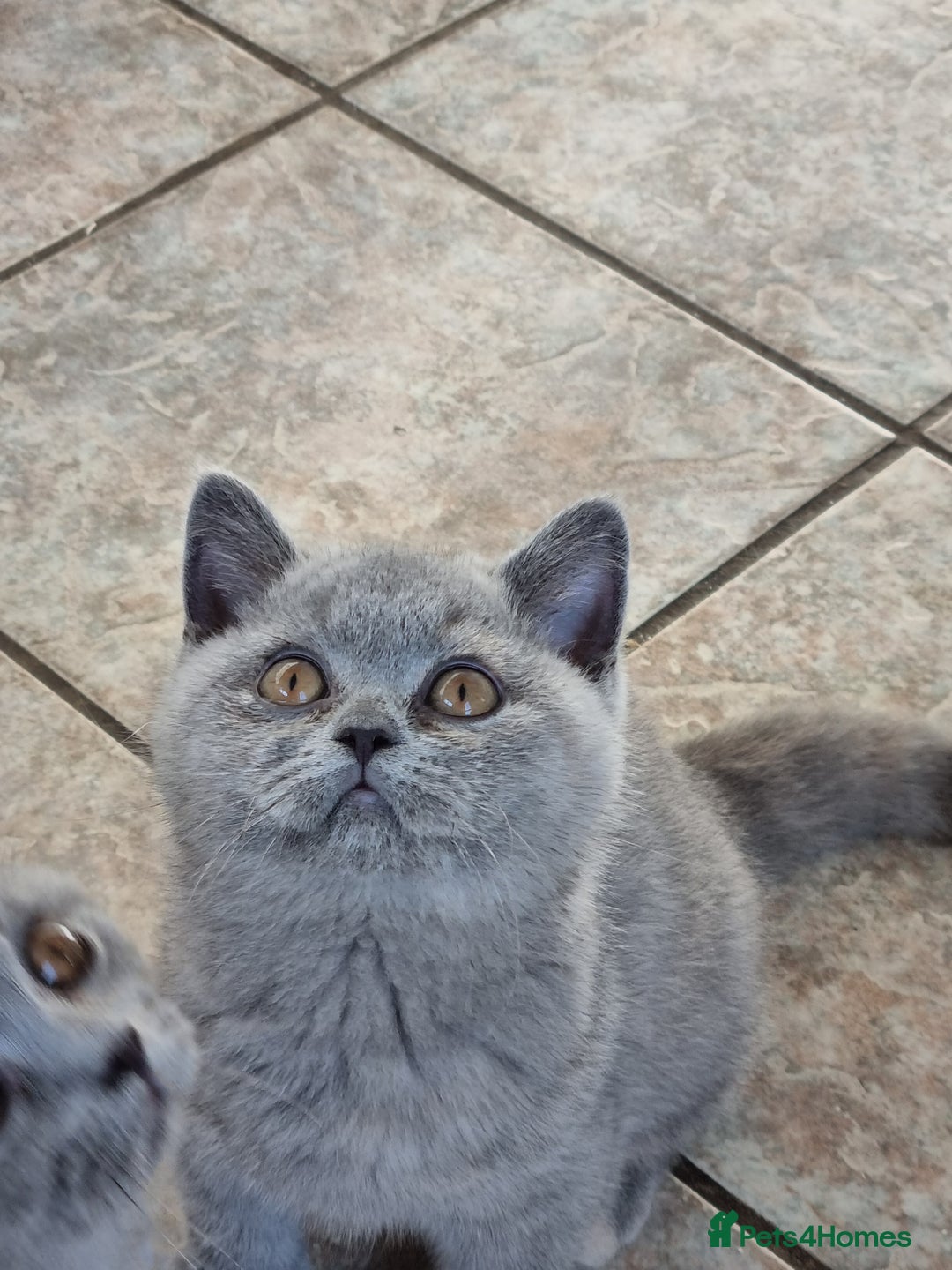 British Shorthair cats for sale: British Shorthair kittens.  - Image 1