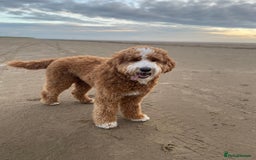 Goldendoodle dogs for sale: Multigenerational Puppies Licensed and Tested - Image 2