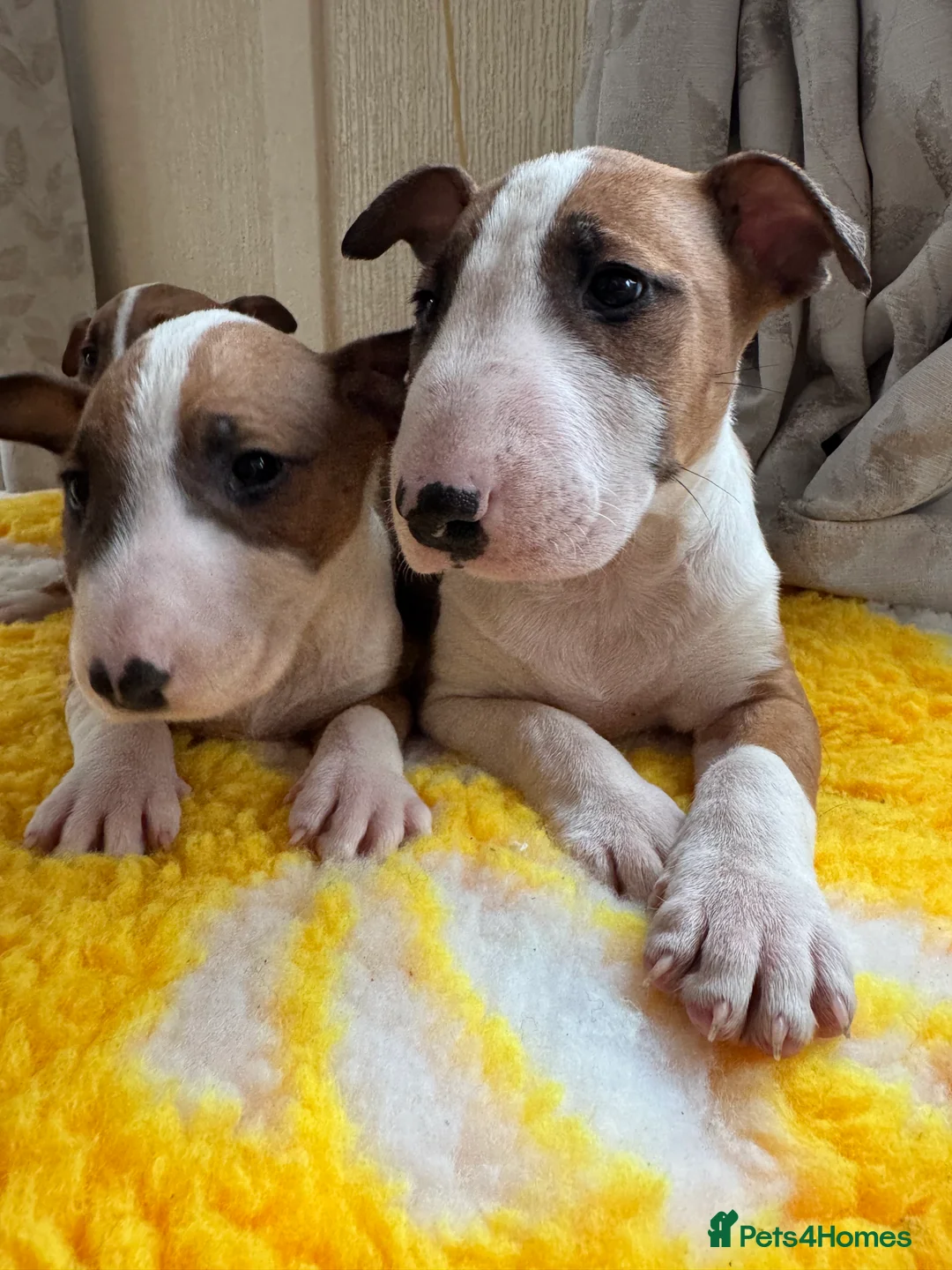 Bull Terrier dogs for sale: Stunning KC Registered 5* Bull Terrier Pups - Advert 8