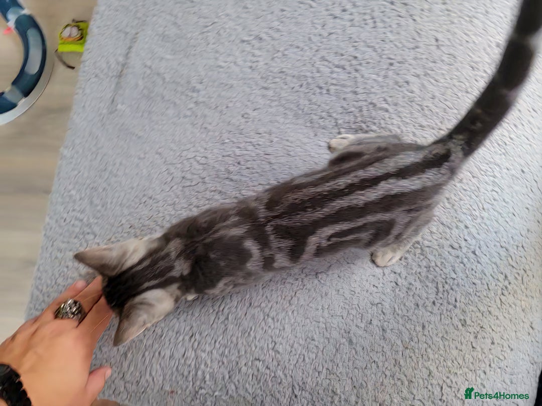 British Shorthair cats for sale: Ready to collect, British Shorthair Silver Tabby in Rochester - Image 6
