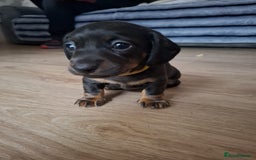 Miniature Dachshund dogs for sale: ..Miniature dachshunds 1 Girl 1BOY READY TO LEAVE  in Ellesmere Port - Image 27