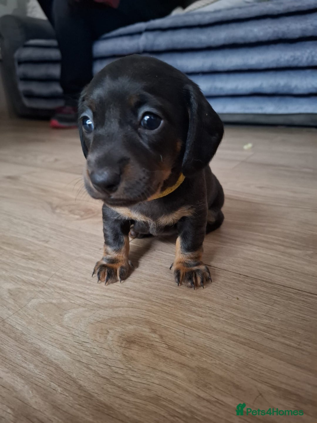Miniature Dachshund dogs for sale: ..Miniature dachshunds 1 Girl 1BOY READY TO LEAVE  in Ellesmere Port - Image 27