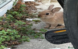 Mixed Breed rabbits for sale: Very friendly rabbit - Image 3