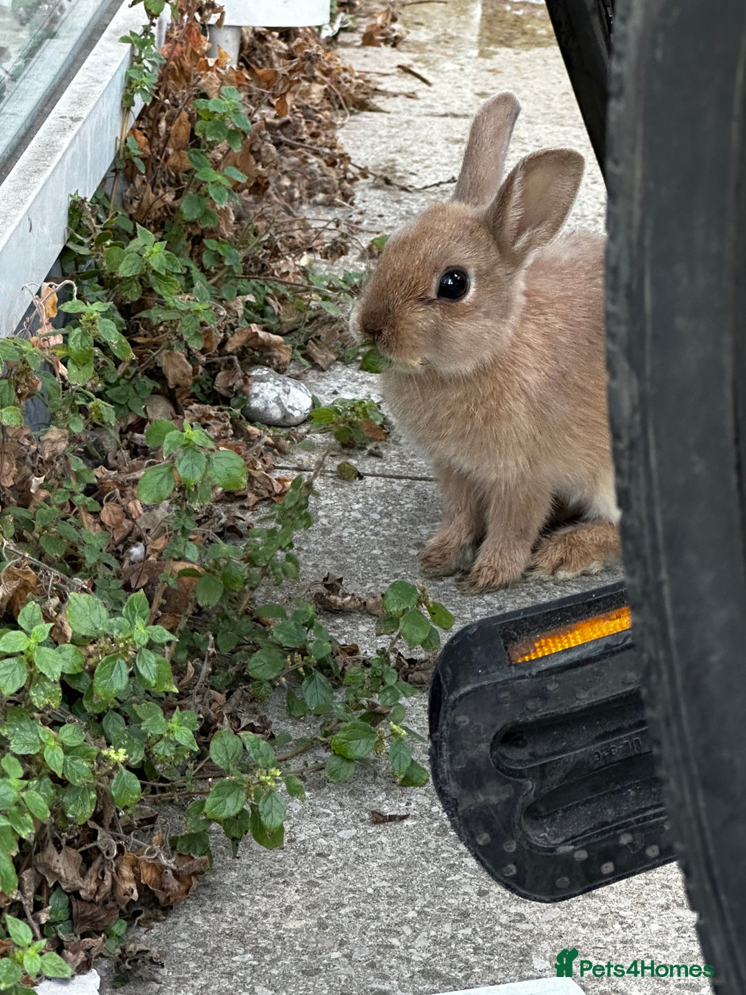 Mixed Breed rabbits for sale: Very friendly rabbit - Image 3