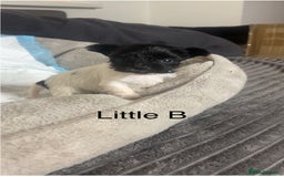 Biewer Terrier dogs for sale: Beautiful Biewer puppies for sale  - Image 8