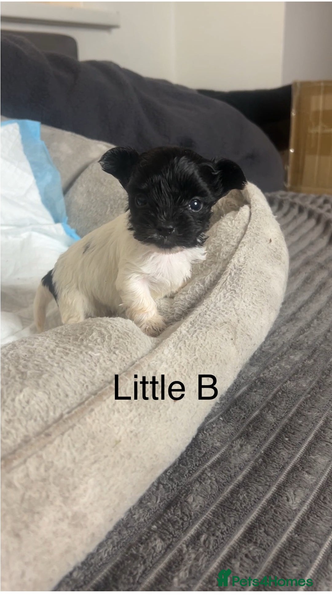 Biewer Terrier dogs for sale: Beautiful Biewer puppies for sale  - Image 8