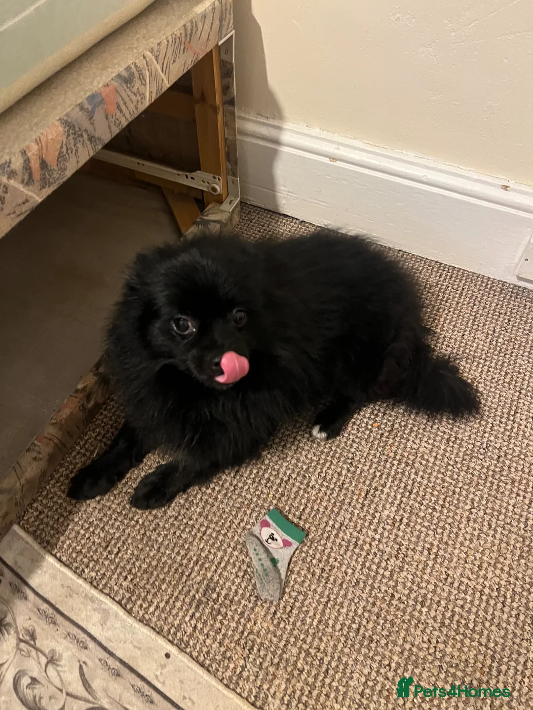 Pomeranian dogs for sale: Pomeranian  - Advert 6