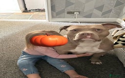Mixed Breed dogs for sale: 3 Year old Bully  - Image 4