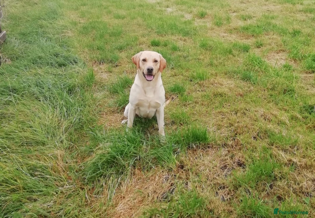 Labrador Retriever dogs for sale: Beautiful yellow/Red KC Labrador Puppies - Image 5