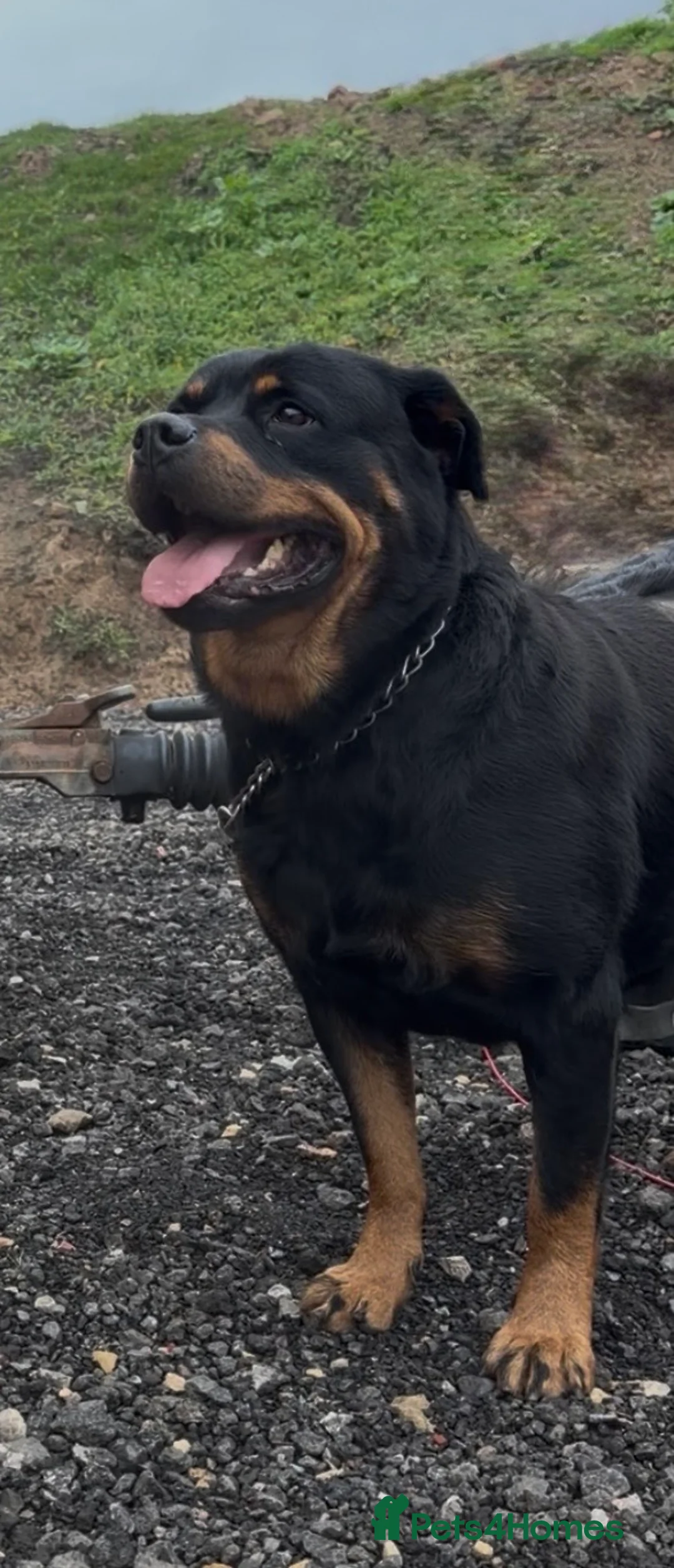 Rottweiler dogs for sale: READY NOW 2 female Rottweiler puppies - Advert 36