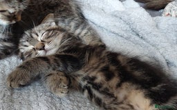 Persian cats for sale: PERSIAN MIX KITTENS 9 weeks old ready to leave.  - Image 6