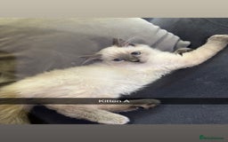 Ragdoll cats for sale: Bluepoint ragdolls  - Image 3